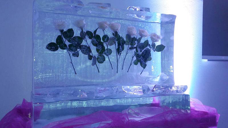 Bijele ruže u ledu